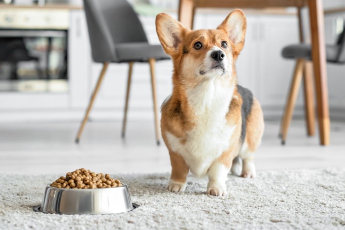 犬とドッグフード