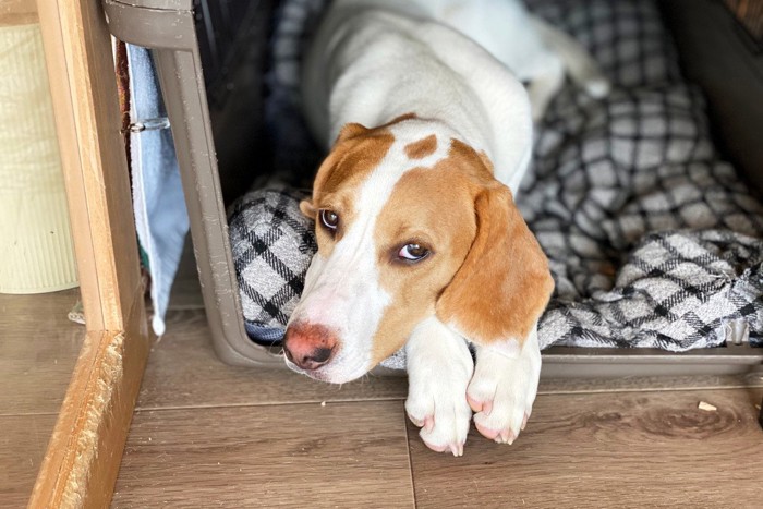 クレートの中の垂れ耳の犬