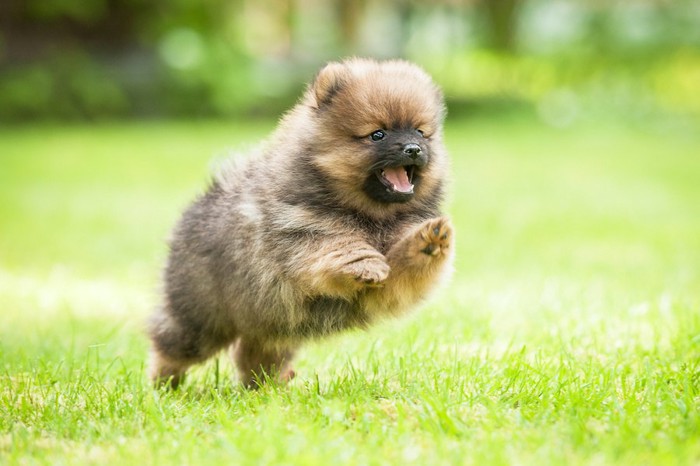 芝生を駆けるポメラニアンの子犬