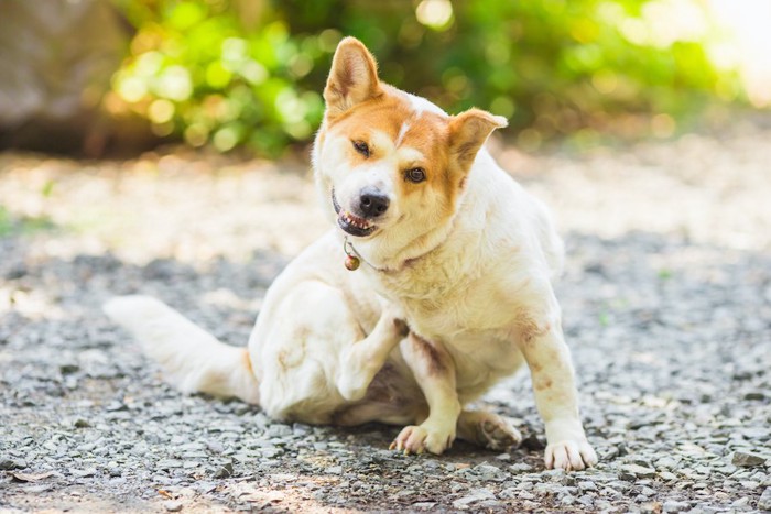 後あしで身体を掻いている犬