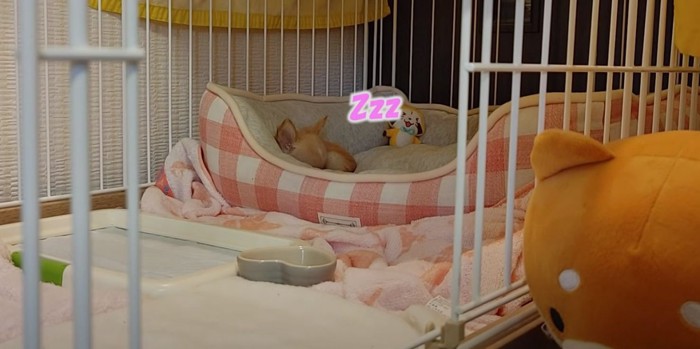 ベッドで眠る子犬