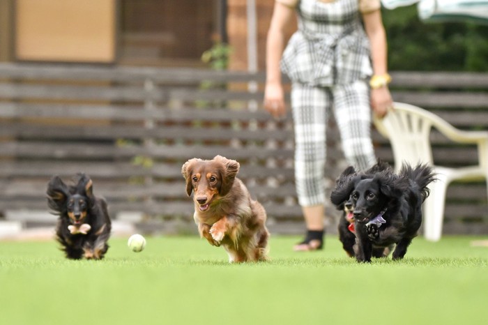 ボールを追いかける4匹の犬