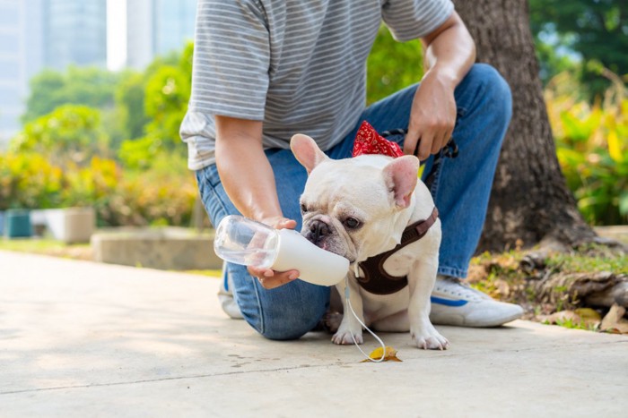 水分補給する犬