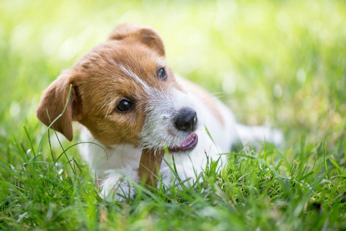 ガムを噛じる子犬