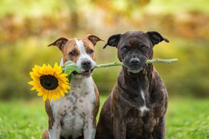 ひまわりを咥える2頭の犬