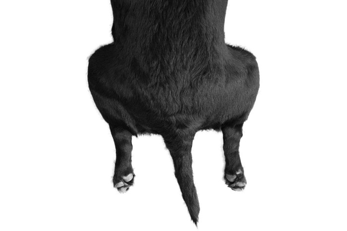 黒い犬の後ろ脚