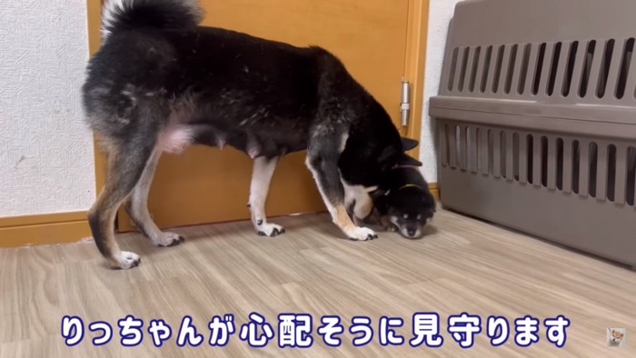 冒険する子犬とお母さん犬