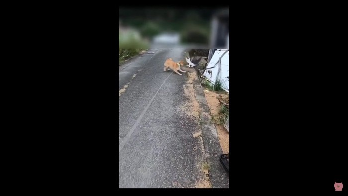 「ねこちゃん、こんにちは♪」