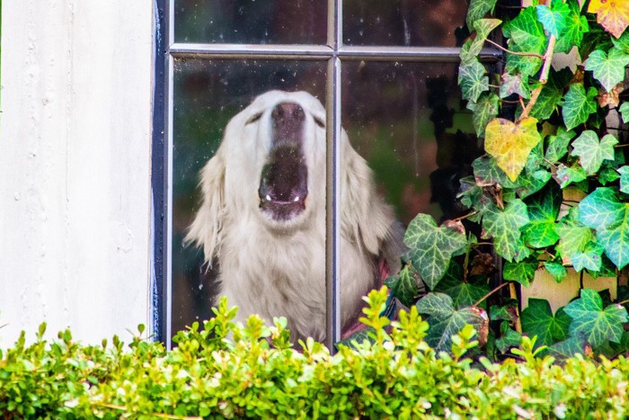 窓越しに吠える白い大型犬