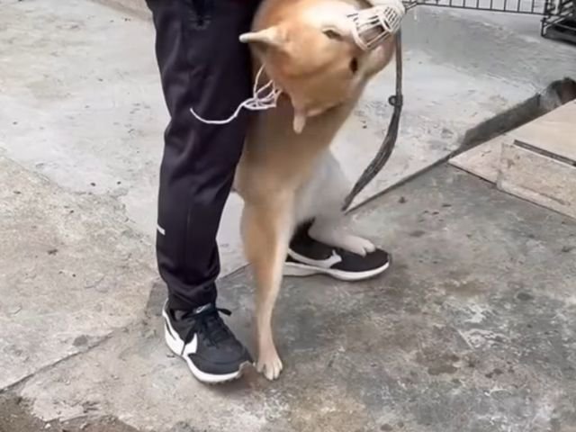 口輪を付けて暴れる柴犬