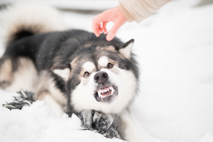 差し出された手に威嚇する犬