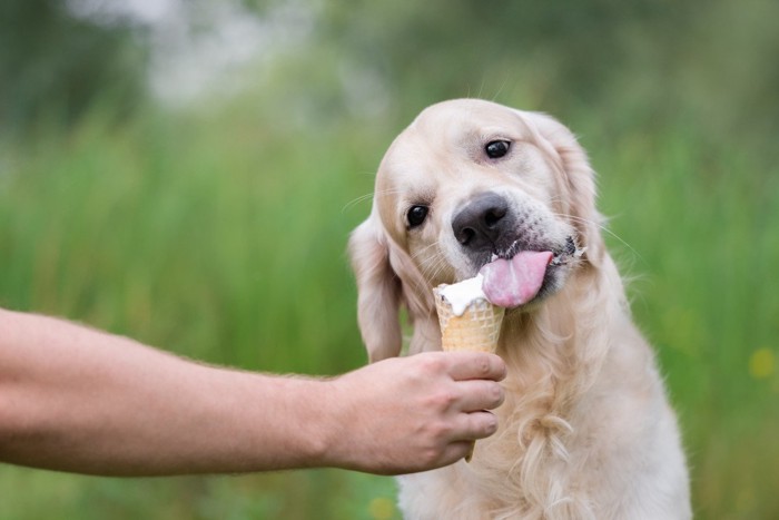 アイスを食べている犬