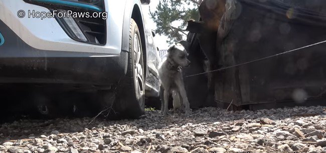 つかまったことに気付く犬