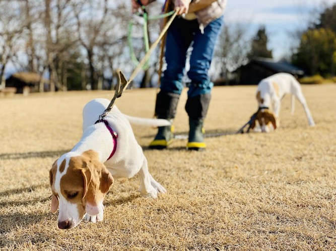 散歩中にそれぞれリードを引っ張る二頭の犬