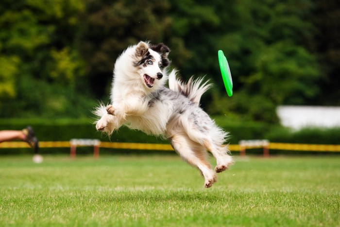 フリスビーで遊ぶ犬