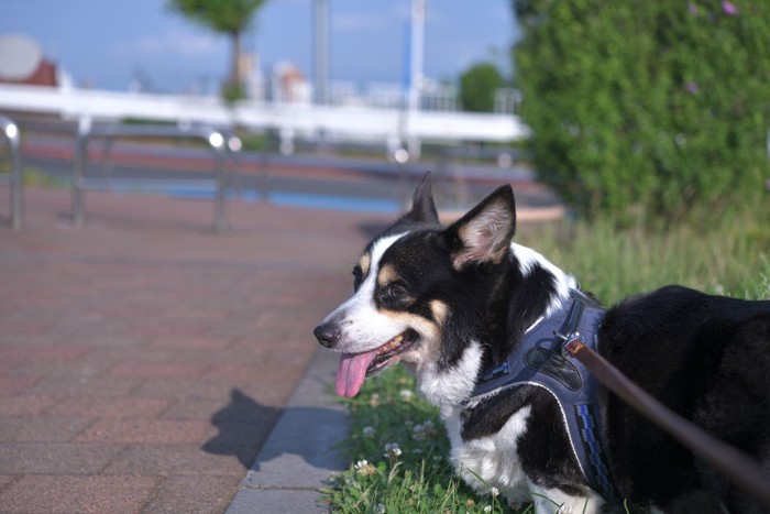 犬とハーネス