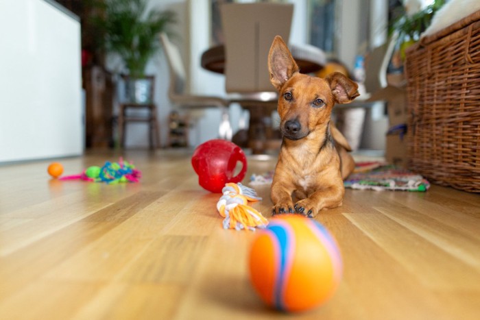 床に散らばるおもちゃと犬