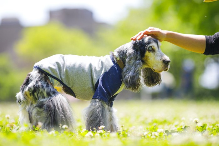 散歩中に飼い主に頭を撫でられている老犬