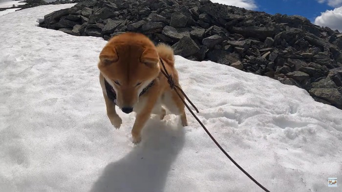 雪渓にはしゃぐナラちゃん3