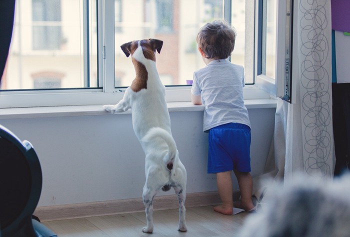 子どもと並んで外を見る犬