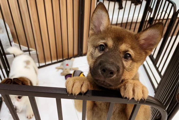 ケージから顔をだす子犬