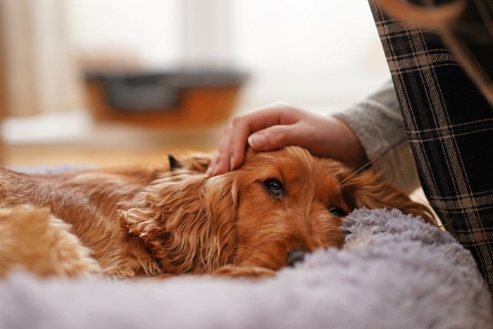 寝ている茶の犬の頭を撫でる手