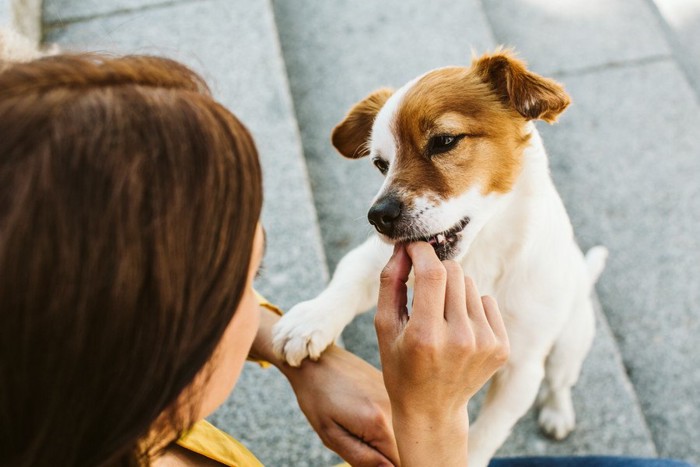 おやつをもらう犬