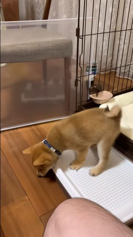 ケージの外でにおいをかぐ柴犬