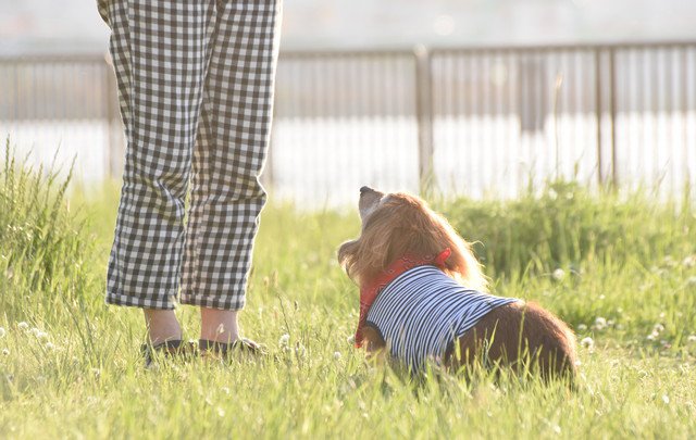 元気な老犬