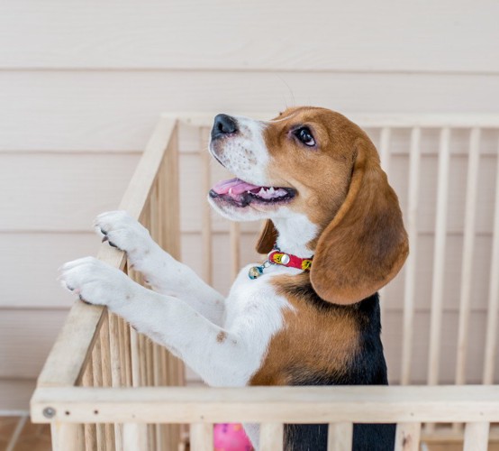 ケージに入った子犬