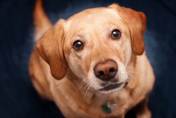 座っている茶色の犬