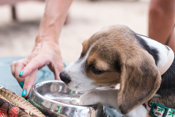 飼い主から水を飲ませてもらう犬