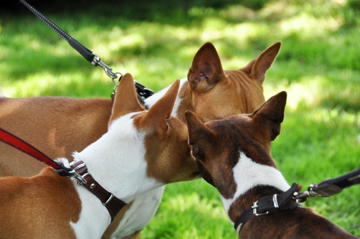 犬同士が嗅ぎ合う