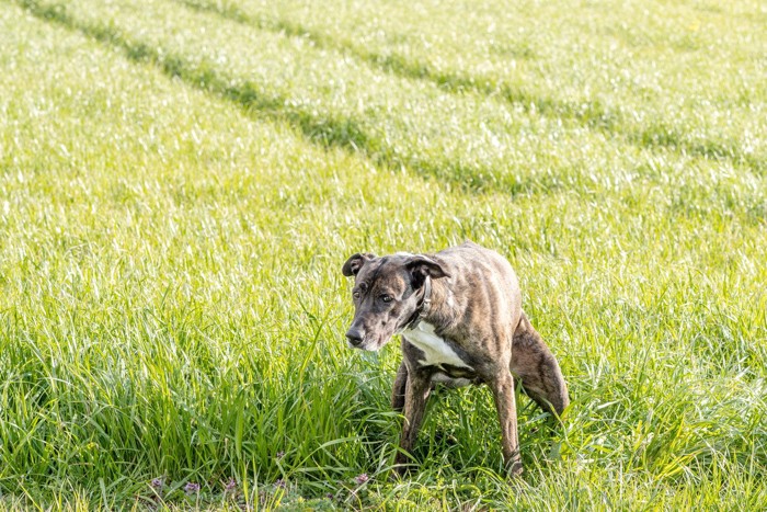 排泄中の犬