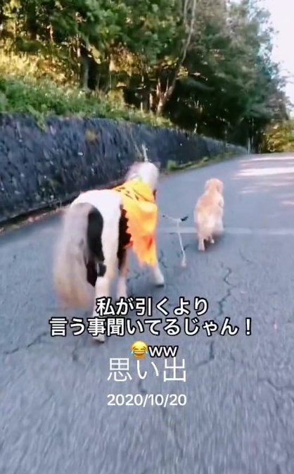 飼い主さんも驚き