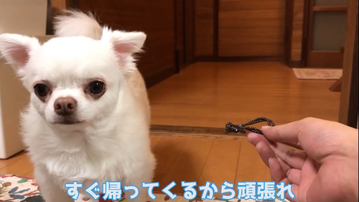 悲しい顔をする犬