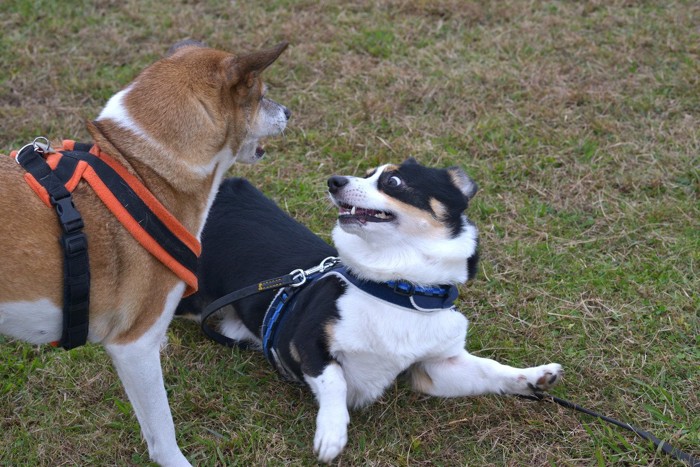 茶白の犬と、驚くコーギー