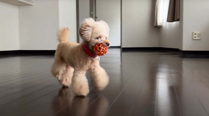 オモチャで遊ぶ犬