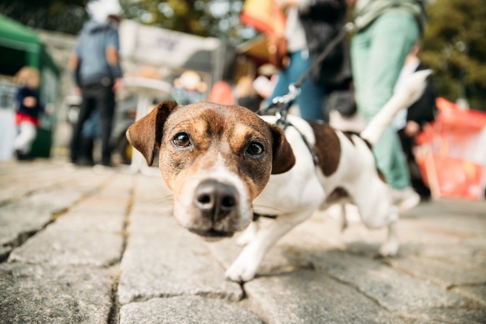 散歩中にリードを引っ張って歩く犬