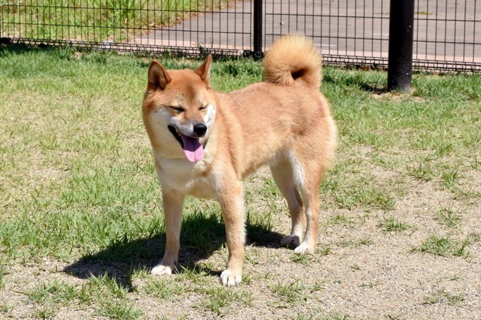 暑そうな柴犬