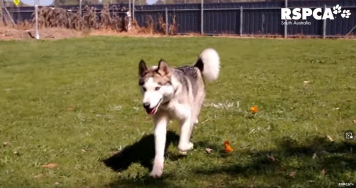 元気に走るハスキー犬