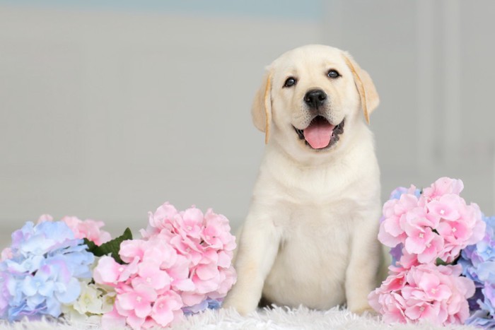 アジサイとラブラドールレトリーバーの子犬