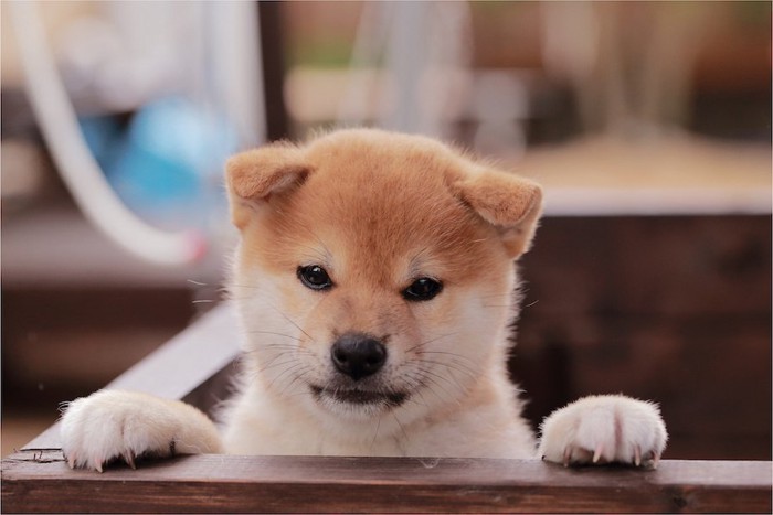 箱の中から顔を出す柴犬の子