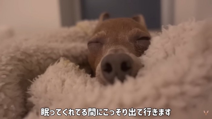 眠るレイスくん