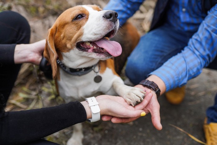 オテをする犬