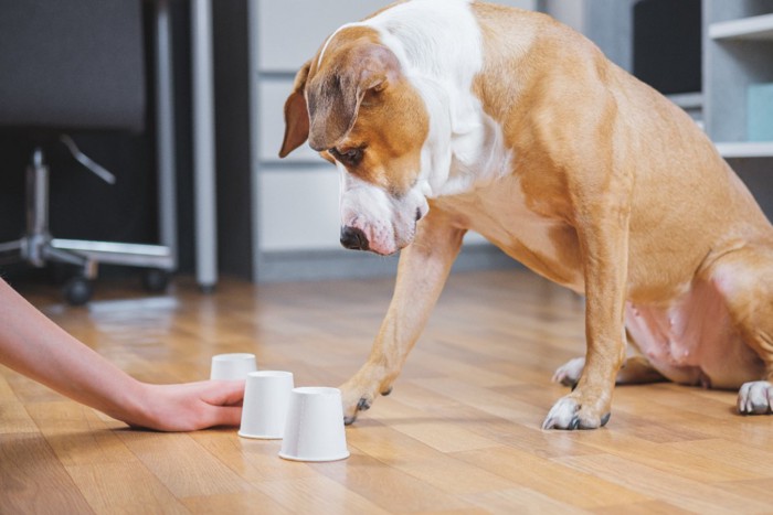 紙コップと犬