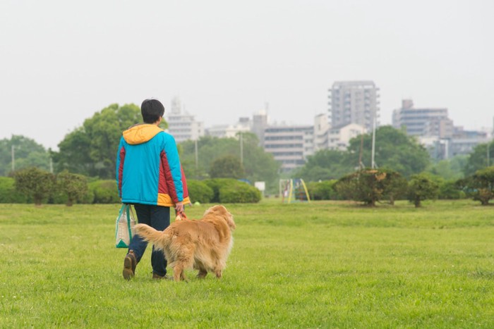 芝生を散歩する犬