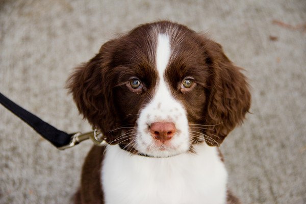 首輪の付いたイングリッシュスプリンガースパニエルの子犬