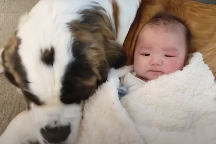 寄り添う犬と赤ちゃん