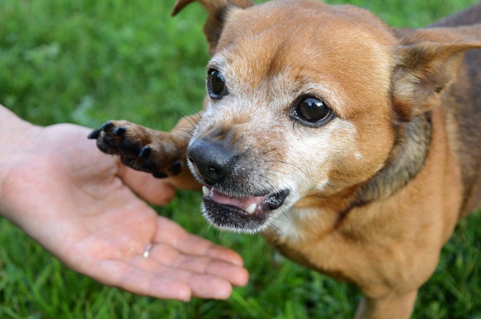 手にタッチしようとしながら威嚇する犬